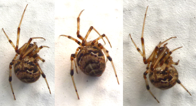 Datei:Tabulata 3.jpg