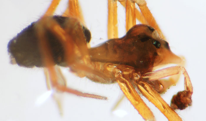 Datei:Nusoncus nasutus M 8-03381-1.jpg