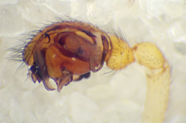 Datei:Linyphia triangularis pedi.jpg