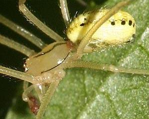 Datei:Enoplognatha spec.jpg