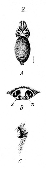 Datei:BoesenbergLudoviciFigure.jpg