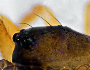 Datei:Maso sundevalli m pros-DETAIL.jpg
