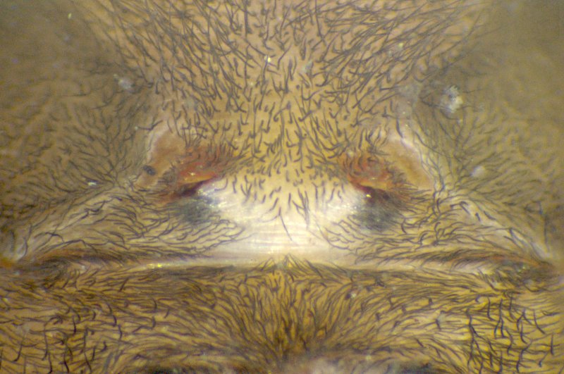 Datei:A aquatica epigyne.jpg
