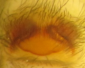 Datei:Similis unp.jpg