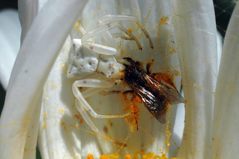 Datei:Thomisus onustus - bianco con preda Canu S..jpg
