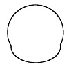Epigynengrube melanurum schematisch.jpg