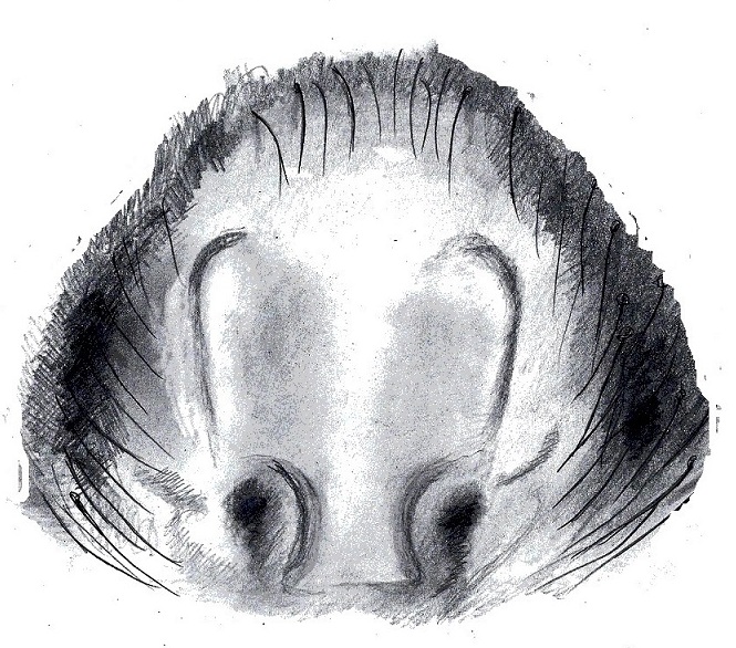 Datei:PARDOSA DANICA.jpg