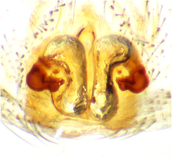 Datei:Philaeus crysops Vulva Schaefer.jpg