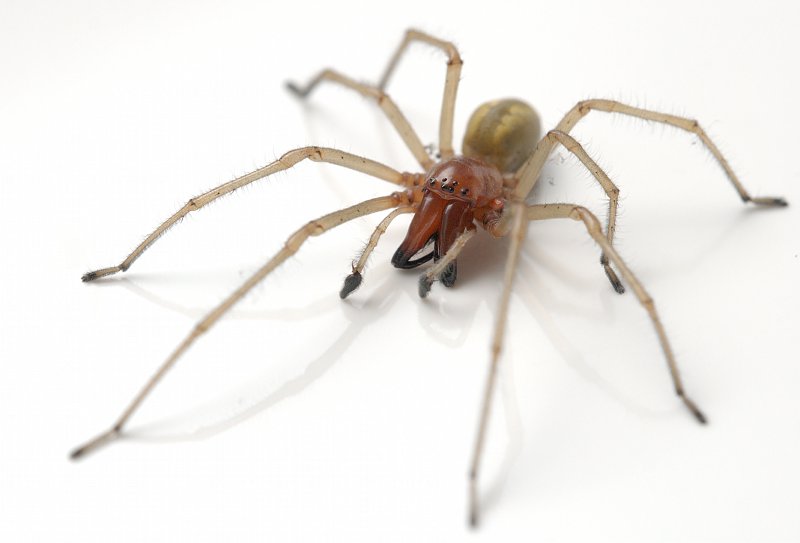 Datei:Cheiracanthium punctorium 2 klein.jpg
