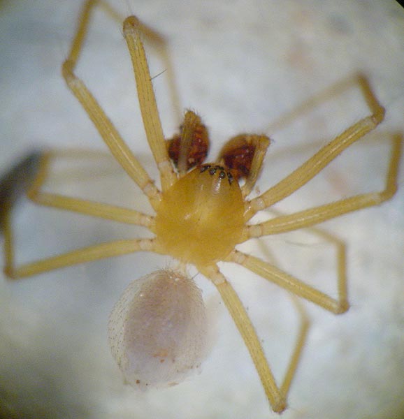 Datei:Formiphantes lepthyphantiformis m 2 1024.jpg