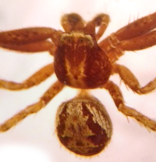XysticusNubilusHabitus.jpg