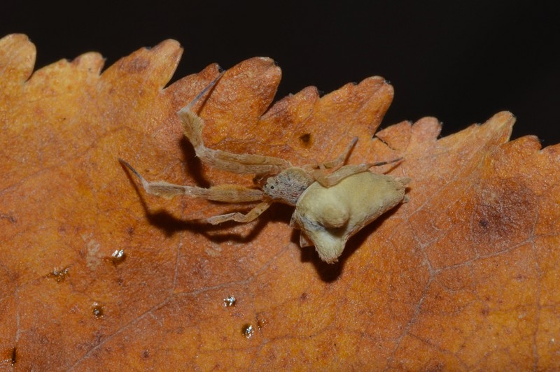 Datei:Uloborus plumipes Canu S..jpg