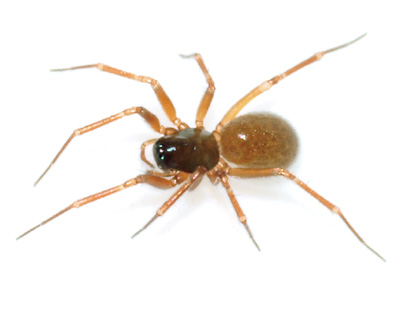 Porrhomma convexum do GHMorka.jpg