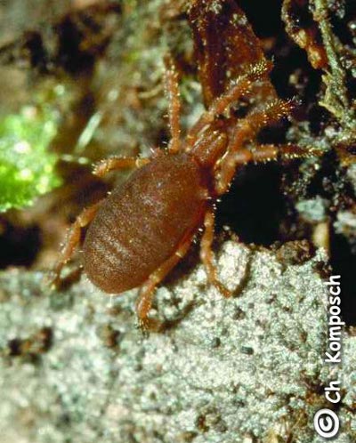 Siro duricorius 1024.jpg