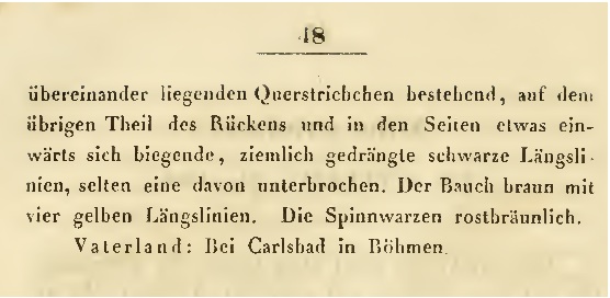 Datei:KochStriolatusText2.jpg