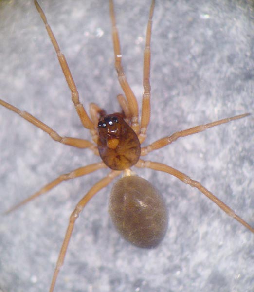 Datei:Notioscopus sarcinatus 6 1024.jpg