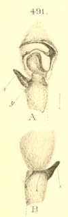 Datei:BoesenbergMicansFigure1.jpg