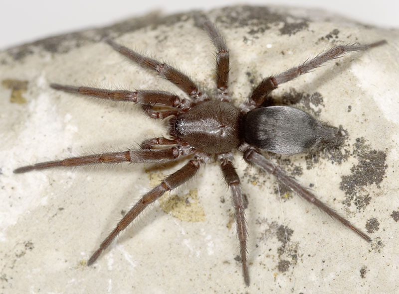 Datei:Quadripunctatus Weimar 08-03 03.jpg