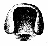 Datei:KochPaniscusFigure.jpg