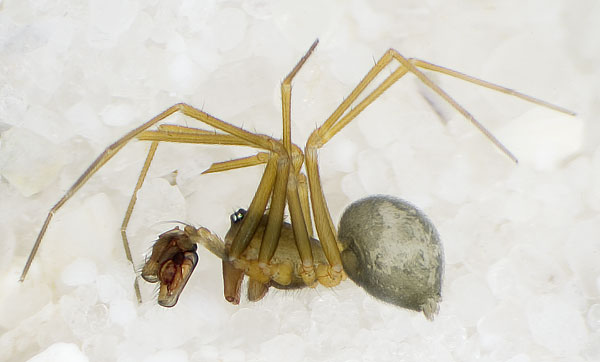 Datei:Diplostyla-concolor Rotenstein 09-09 01.jpg