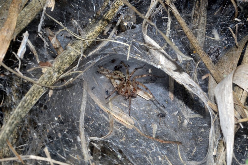 Datei:Agelena labyrinthica f, Canu S..jpg