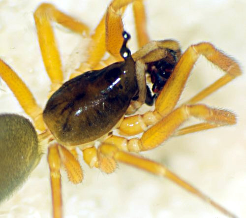 Datei:Walckenaeria acuminata.jpg