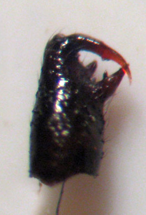 Datei:IMG 2199crop.jpg