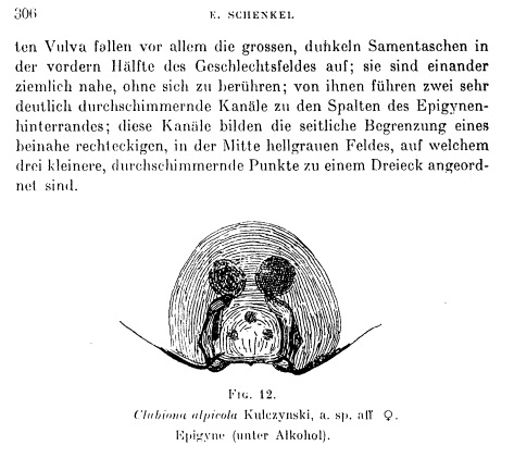 Datei:SchenkelAlpicolaText2.jpg
