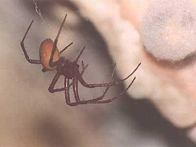 Meta bourneti, Fam. Tetragnathidae