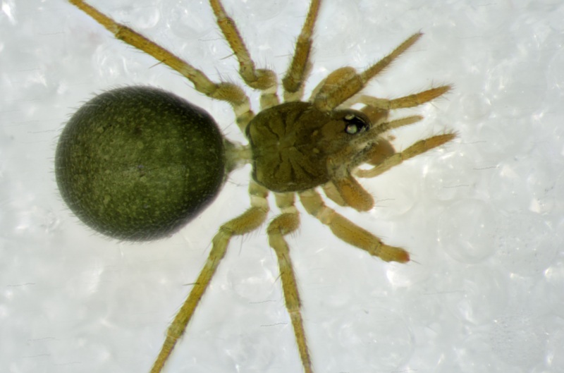 Datei:Mermessus trilobatus female Blankensee 07.07.2013 dorsal.jpg
