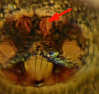 Porrhomma microphthalmum 28-06-2014 Grossenbrode Epigyne-DETAIL.png