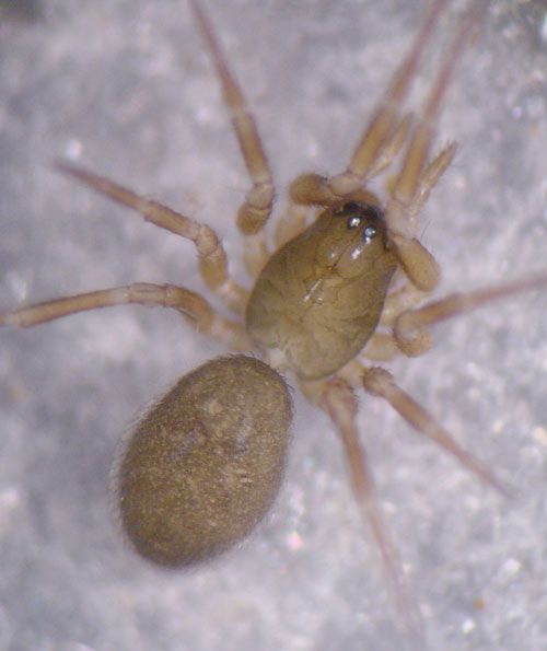 Datei:Panamomops mengei 1024.jpg
