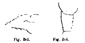 Datei:SimonLongipesFigure.jpg