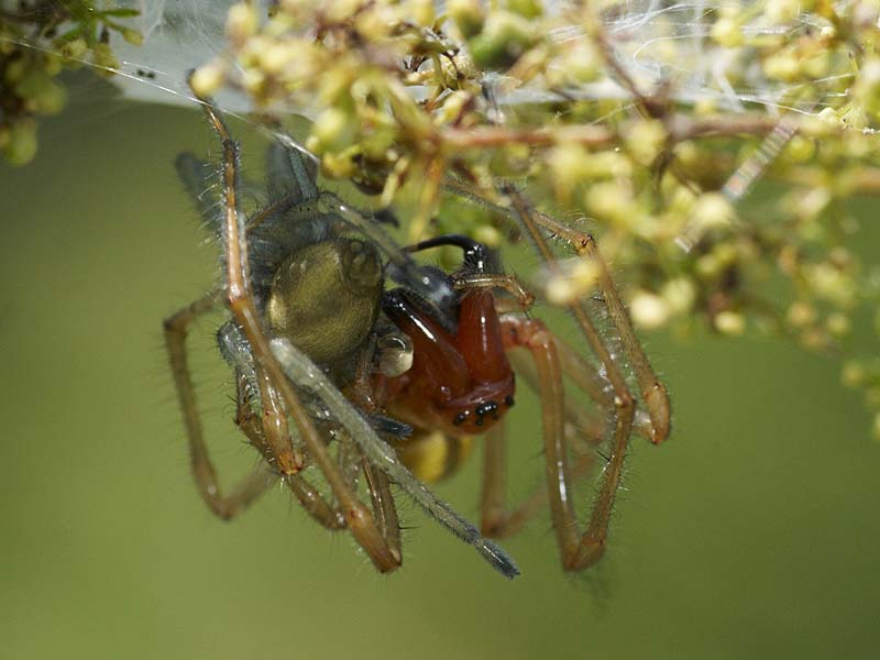 Datei:Cheiracanthium punctorium.jpg