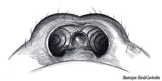 Datei:Linyphia triangularis epigyn vonHinten HLovbrekke.jpg