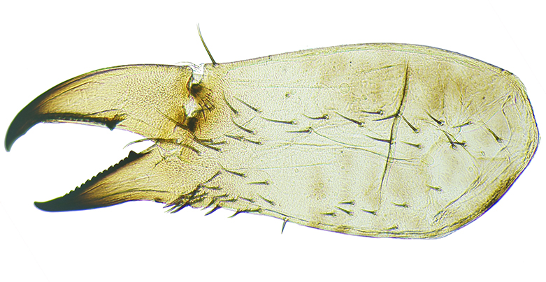 Datei:Female chelicerae.jpg