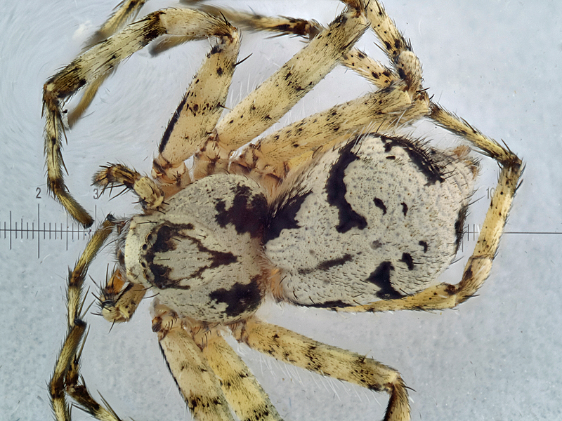 Datei:Philodromus margaritatus sub.jpg