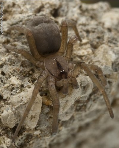 Filistata insidiatrix 2.jpg