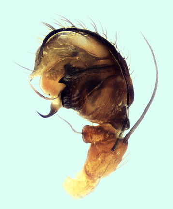 Datei:Hypsosinga pygmaea pp 2015 POger.jpg