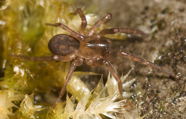 Datei:Angustiarum Rennsteig 08-08 02.jpg