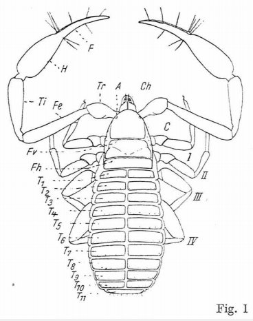 Datei:Beier 1963 Fig 1.jpg