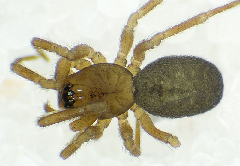 Datei:Mecynargus-morulus No-Finnmark 11-07 01.jpg