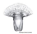 Epigyne