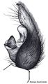 Pedipalpus
