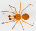 Nematogmus sanguinolentus M 9-00966.jpg