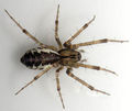 Linyphia triangularis.jpg