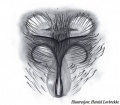 Epigyne