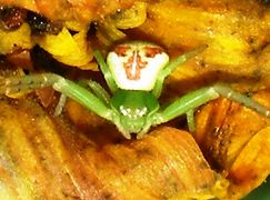 Ebrechtella tricuspidata Fam. Thomisidae