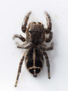 Pellenes tripunctatus