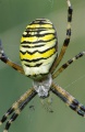 Argiope bruennichi W 10-8-37.jpg